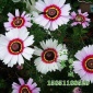批發(fā)花卉種   花環(huán)菊花子 彩虹菊花子 三色菊 植物室內(nèi)盆栽