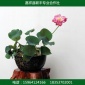 批量批發(fā)水生花卉 盆栽荷花 種苗盆栽 水生植物種植